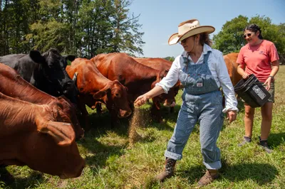 Maria Contreras, left, and her daughter, Lorena Jenkins, feed cattle at their family farm in Blevins, Ark. on Sept. 7, 2023. Photo by Rory Doyle.